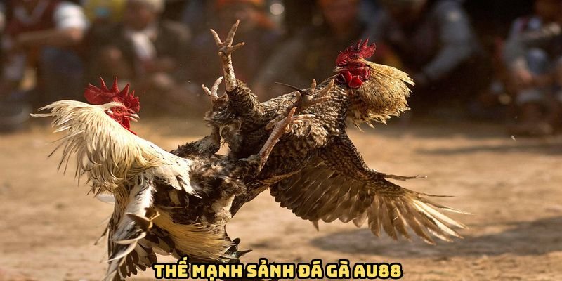 uu-diem-sanh-da-ga-au88